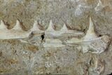 Enchodus Jaw Section with Teeth - Cretaceous Fanged Fish #90141-2